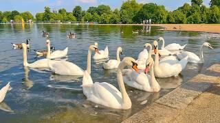 Hot London Summer 2024  Kensington Gardens to Hyde Park Walking Tour · 4K HDR