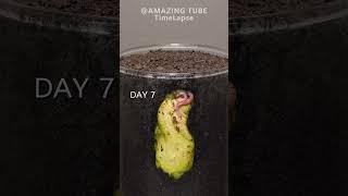 Growing Mango Tree from seed #plants #timelapse #mango