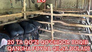 20ta qoʻzi qoʻchqor boqib qancha foyda qilsa boldi