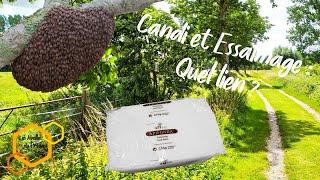 Candi et Essaimage : Quel lien ? #Apiculture