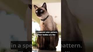 Siamese Cat Is So Beautiful!