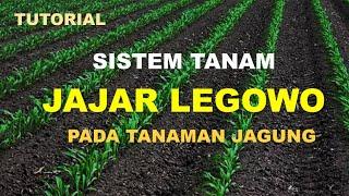 TUTORIAL menggunakan sistem tanam jajar legowo/jarwo dlm budidaya tan, jagung utk meningkatkan hasil