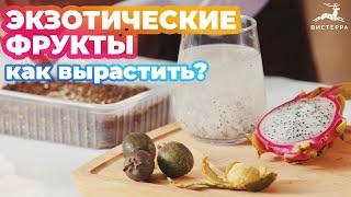 КАК ВЫРАСТИТЬ КИВИ, ФЕЙХОА, ДРАКОНИЙ ФРУКТ В ДОМАШНИХ УСЛОВИЯХ | ПРОВЕРЯЕМ ЛАЙФХАКИ