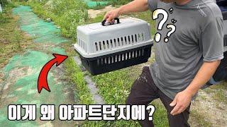 요즘은 이런 동물도 유기가 되는군요? 아파트단지에 이게 3마리나 출현했습니다 ㄷㄷ