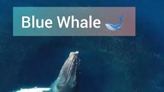 Whale escapes  | Blue Whale water escaping | Worldbites