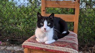 Tuxedo and tabby stray cats I met in an alley on cat island