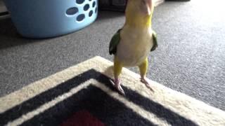 The Awkward Caique Hop -   Sony RX10 mk2 240fps