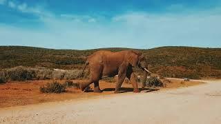 South Africa | a wildlife sanctuary