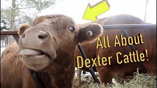 All about Dexter Cattle!