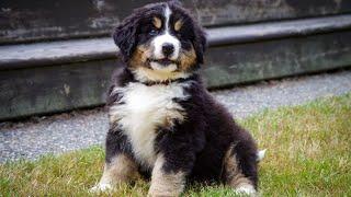 Understanding Bernese Mountain Dog Shedding and Coat Maintenance