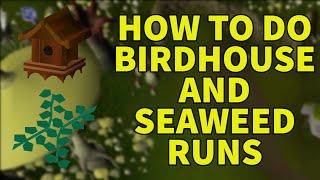 Birdhouse and Seaweed Guide - OSRS