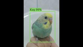 tensorflow detect for my bird