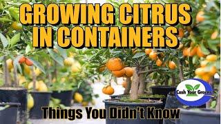 GROWING CITRUS IN CONTAINERS / Know the Requirements for Success