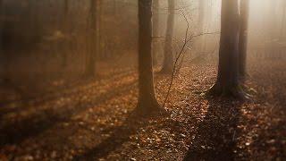 Advanced Photography: Landscapes | Photographing Woodland Scenes