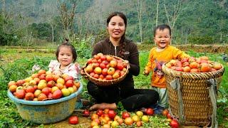 Harvesting a giant tomato garden to sell at the market - cooking with my little son