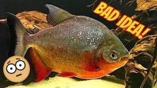 Don't Buy This Adorable Fish! Red Belly Pacu