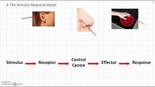 Level 8 - 2 The Stimulus-response Model