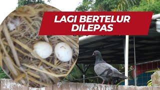  burung merpati Lagi bertelur dilepas ??