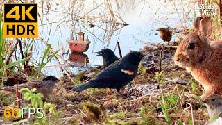 Cat TV for Cats to Watch  Cute Birds by the Lake  8 Hours 4K HDR 60FPS