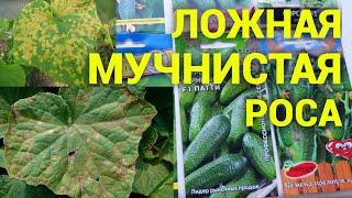 Пероноспороз огурцов или ложная мучнистая роса.