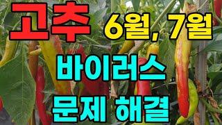 고추 6월, 7월 바이러스 문제 해결