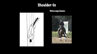 Shoulder-In: A Fundamental Movement in Dressage Training