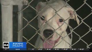 Miami-Dade animal shelters now open on weekends to tackle overpopulation crisis