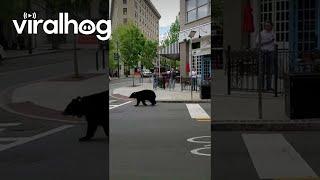 Black Bear Lost in Downtown Asheville || ViralHog