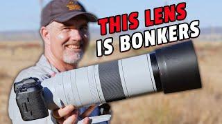 Canon RF200-800mm For Wildlife - First Impressions