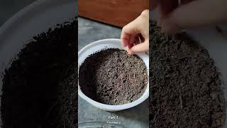 How to grow Cosmos flower from seeds; part-1 #cosmos #flowers #garden #seeds #shorts #shortvideo