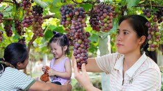 Sweet bunches of Grapes and how to prepare a very special dish