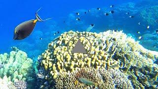  Snorkeling sur le récif du The Three Corners Fayrouz Plaza de Marsa Alam 