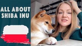 AGGRESSIVE OR FRIENDLY - SHIBA INU DOG [LIVING IN POLAND] 2023