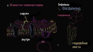 Жидкостно-мозаичная модель структуры клеточной мембраны (видео 1) | Мембранный транспорт | Биология