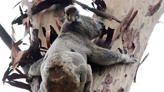 Genetic diversity of koala population declining across the nation