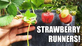 Strawberry Runners - The Definitive Guide
