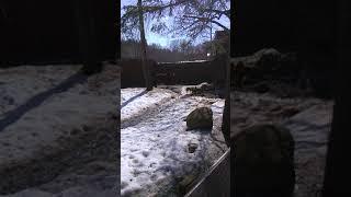 zoo animal video 3 alpaca 1