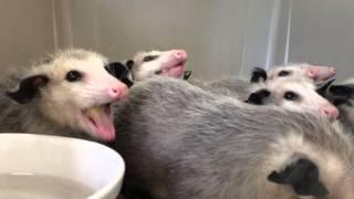 Opossums eating bananas