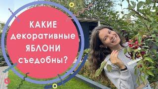 Какие декоративные яблони съедобные? Обзор плодов декоративных яблонь по виду и вкусу