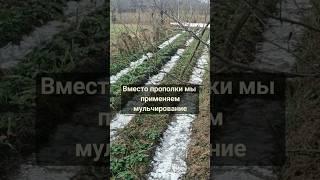 Моя эко плантация в феврале. Ореховая мульча