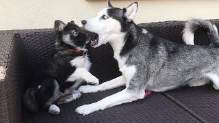 My huskies meeting for the first time was a Disaster!!