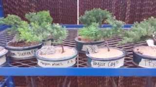 Great Beginner Bonsai Tree ideas