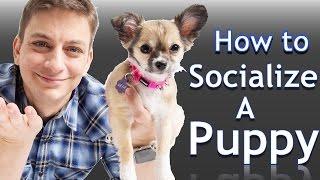 How to Socialize your NEW PUPPY with People and Places