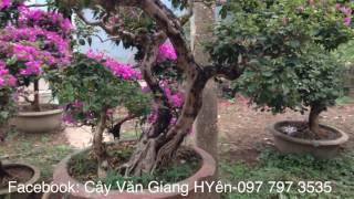 Cây hoa giấy thế - Nhà vườn Hula Trees 097 797 3535