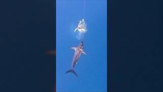 Swordfish Attacks Giant Squid 