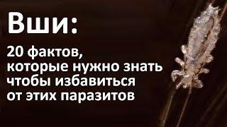 Что нужно знать о вшах, чтобы избавиться от них в домашних условиях