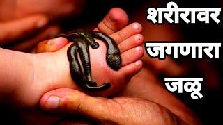 jalu kida | jalu | जळू किडा | jalu kida information in marathi | जळू | leech | jalu prani | mahiti