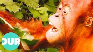 Meeting The Red Apes In A New £3.5 Million Facility | Zoo Days | Our World