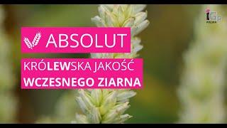  Pszenica ozima ABSOLUT