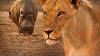 Lion Documentary - Lions Vs Hippos | Wild Planet